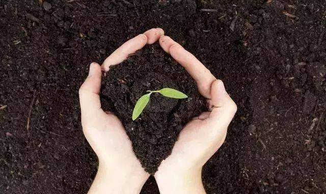 生物有機肥為何價格更高？與普通有機肥的區(qū)別全解析