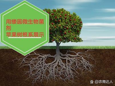 果樹施肥新革命 為何微生物菌劑勝過傳統(tǒng)有機(jī)肥？